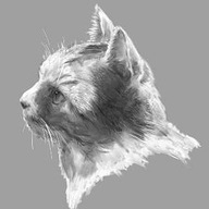 koide_neko's avatar