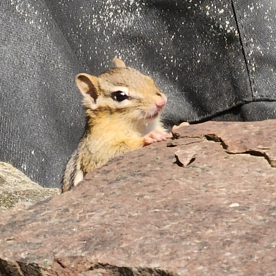 ピーター